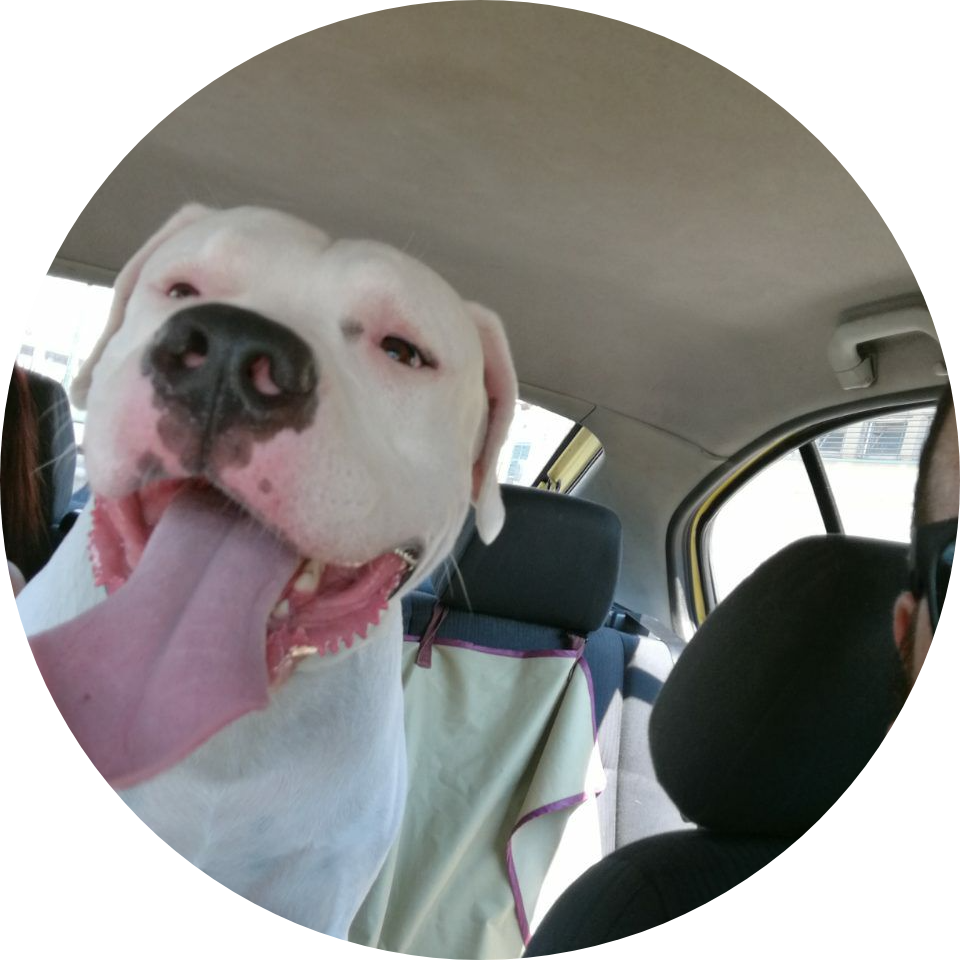 Σκύλος μεταφορά ταξι στον κτηνιάτρο με αναμονή